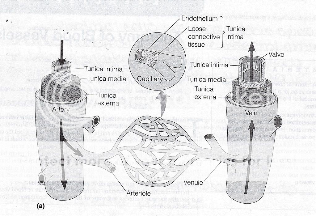 Structures+of+arteries%2C+veins+and+ 