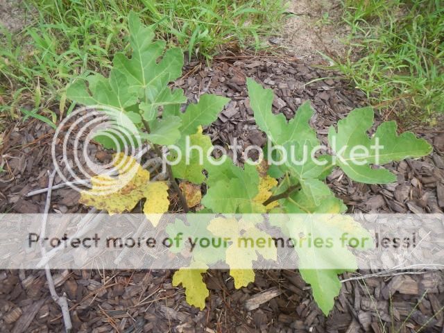 fig tree yellowing - Gardening & Plant Propagation