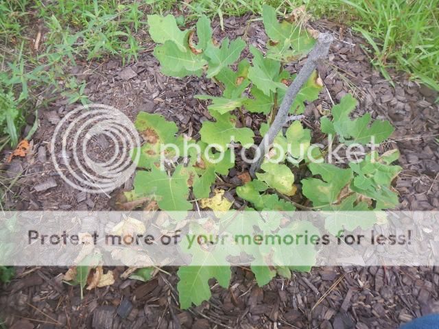 fig tree yellowing - Gardening & Plant Propagation