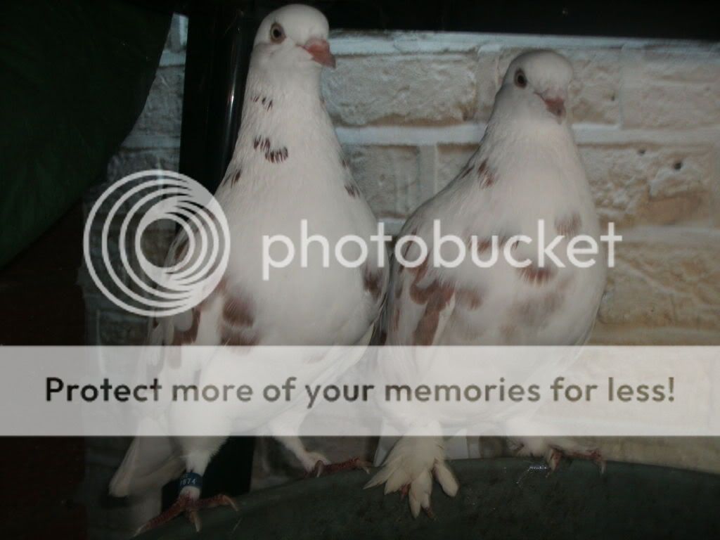 The pigeons hate me ( PigeonTalk