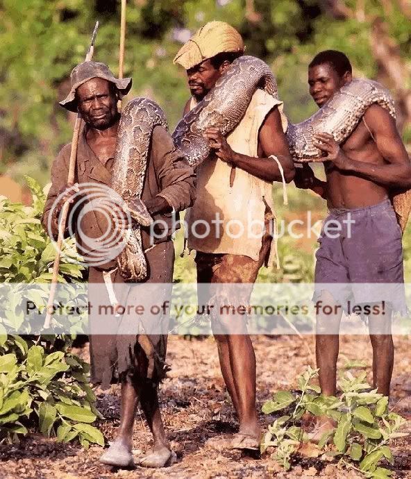 Natives catching adult rock python | Reptile Forums