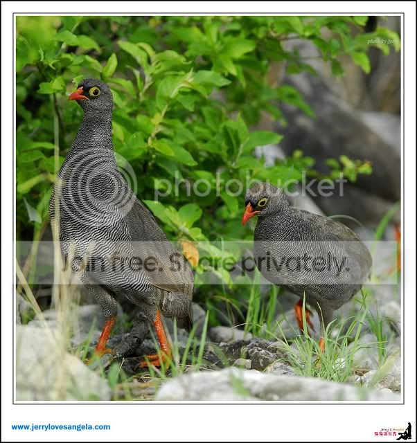 red-billed francolin 红嘴鹧鸪